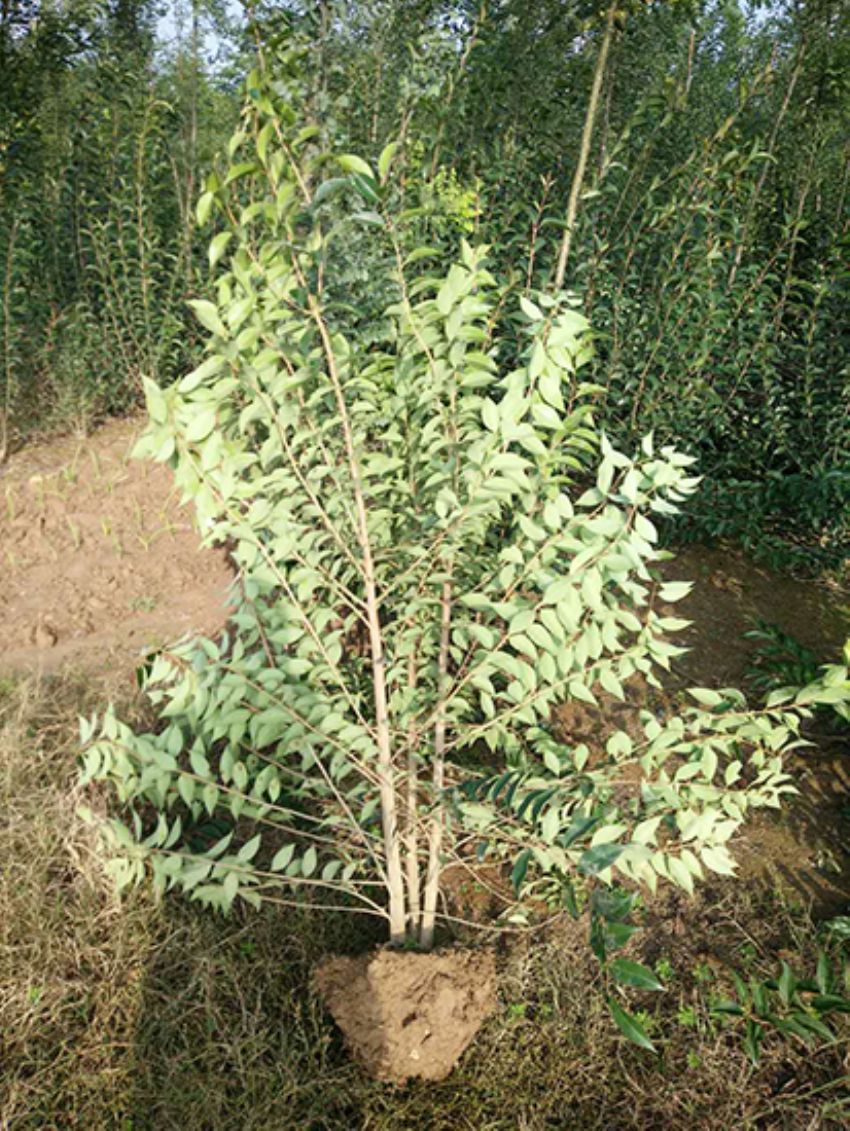 點擊查看詳細信息<br>標題：叢生女貞 閱讀次數(shù)：3199